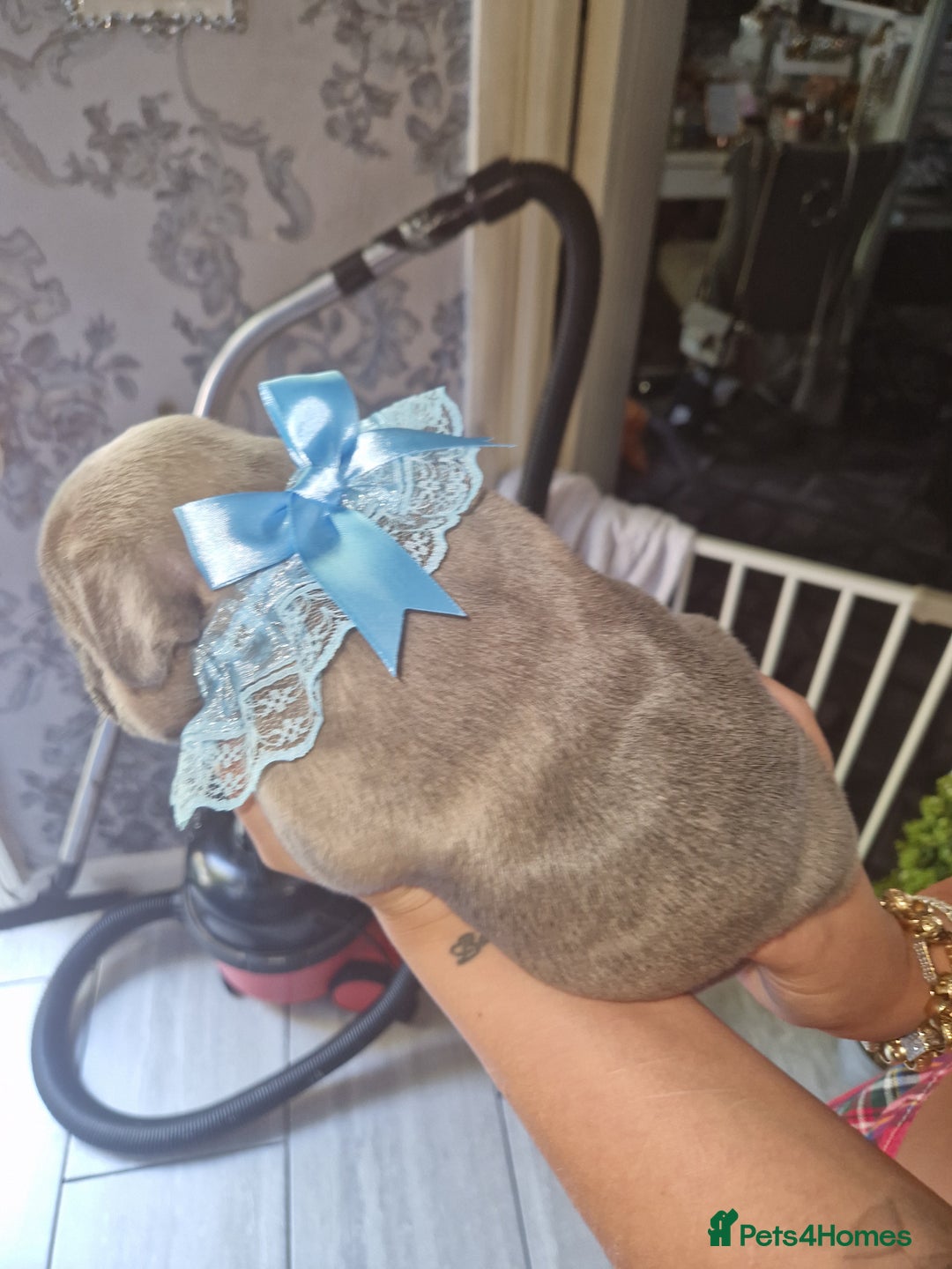 French Bulldog dogs for sale: French bulldog puppie blue male - Image 5