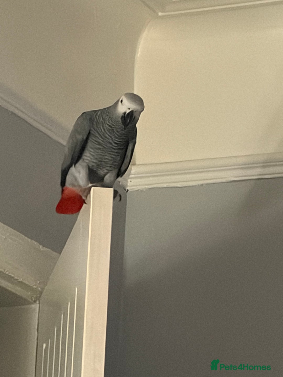 Parrots birds for sale: Charlie  - Advert 1