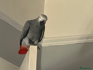 Parrots birds Charlie - Advert 15