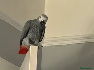 Parrots birds Charlie - Advert 8