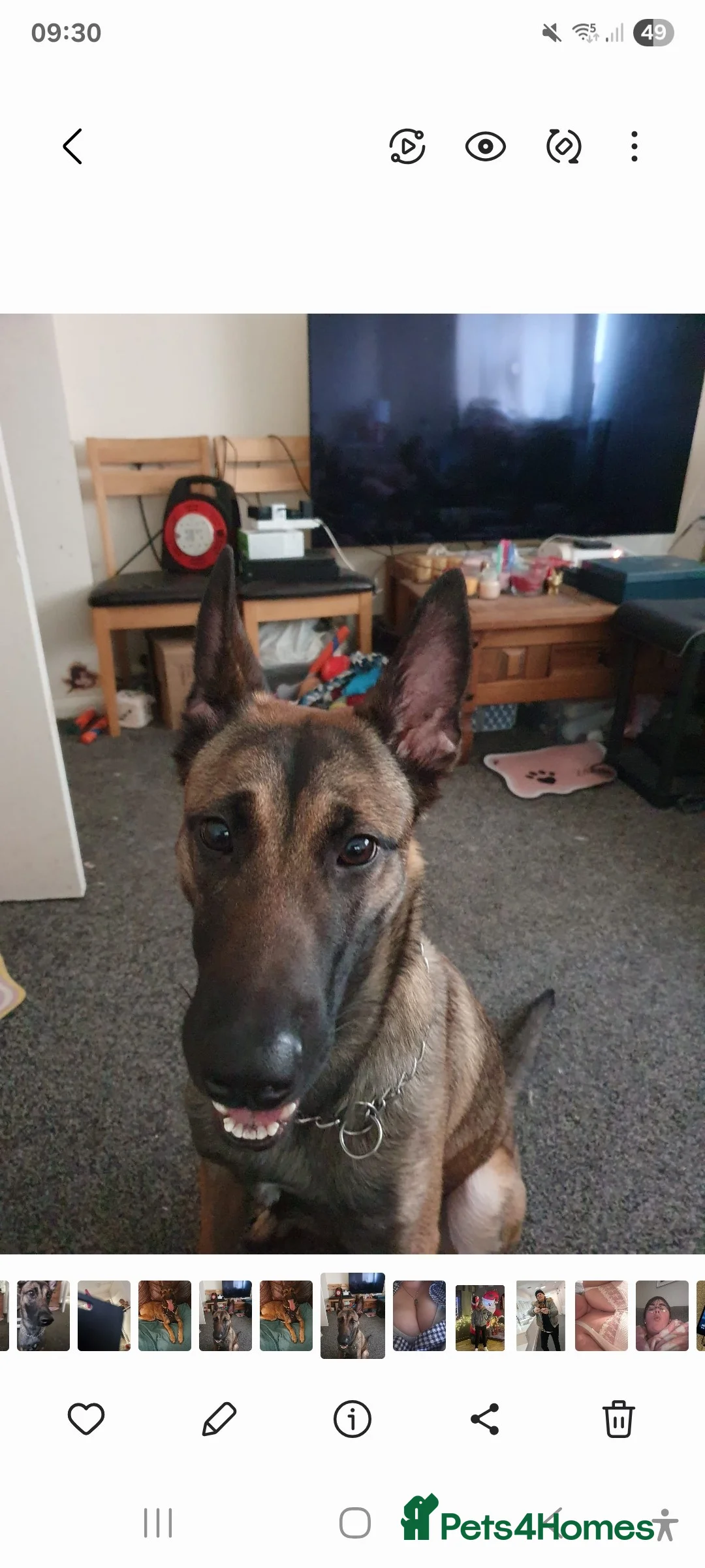 Belgian Shepherd Dog dogs for sale: zara  - Advert 2