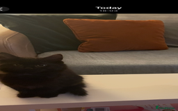 British Shorthair cats for sale: 3 x stunning black 12 week old boys  - Advert 7