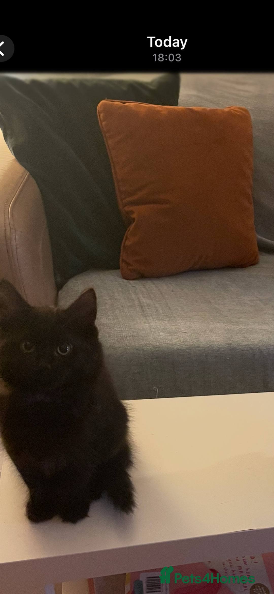 British Shorthair cats for sale: 3 x stunning black 12 week old boys  - Advert 7