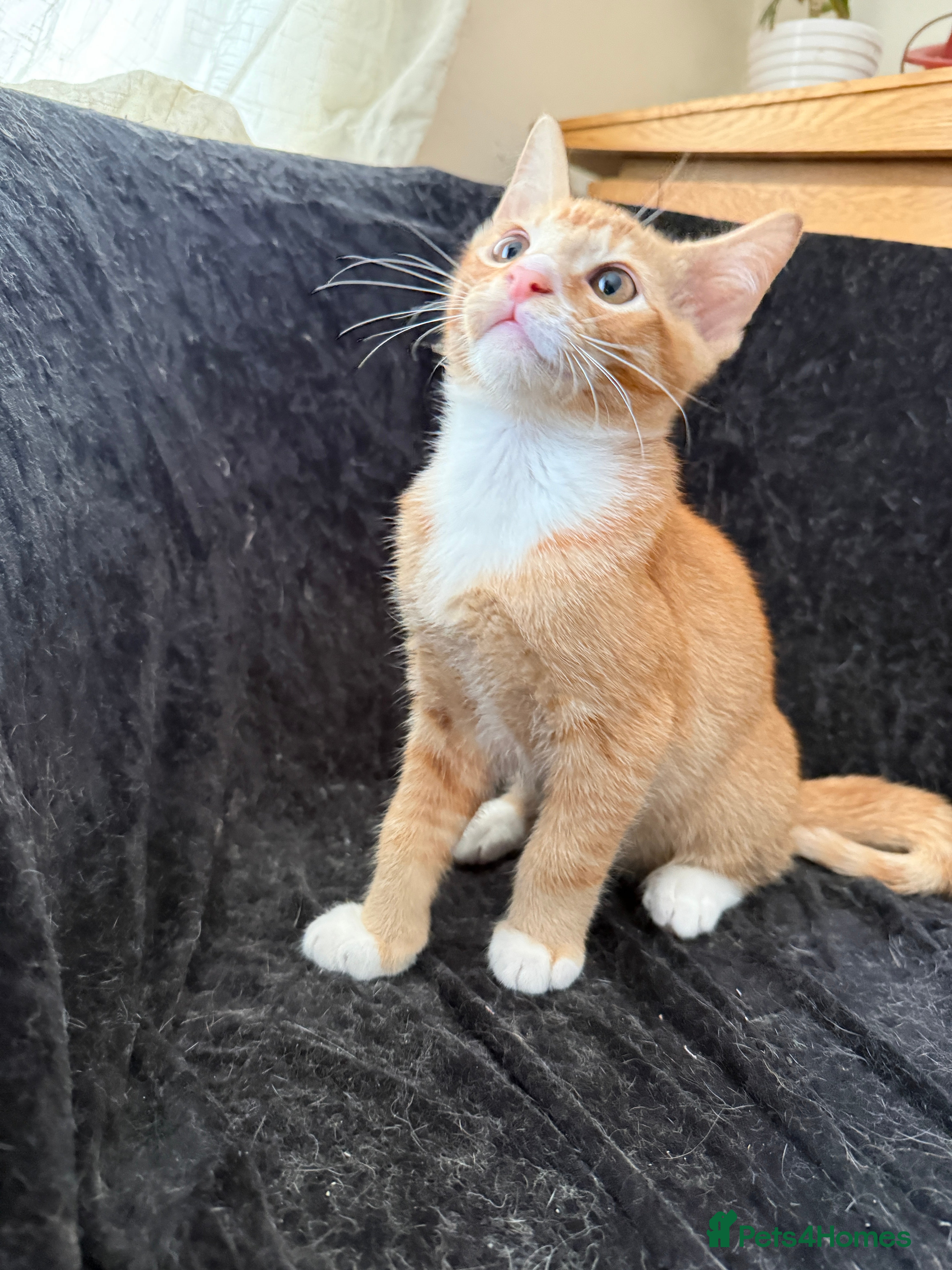 Domestic Shorthair Kitten 5