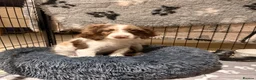 Sproodle dogs for sale: *LAST 2* Outstanding Rare F1 Sproodle’s  - Advert 4