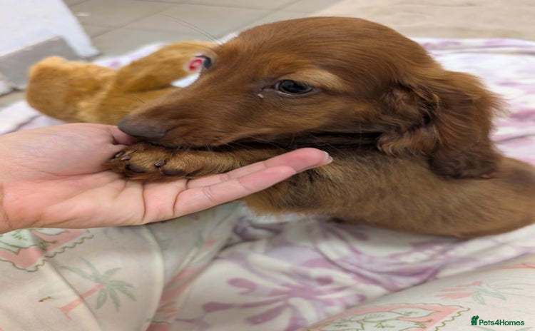 Miniature Dachshund dogs - Advert 12