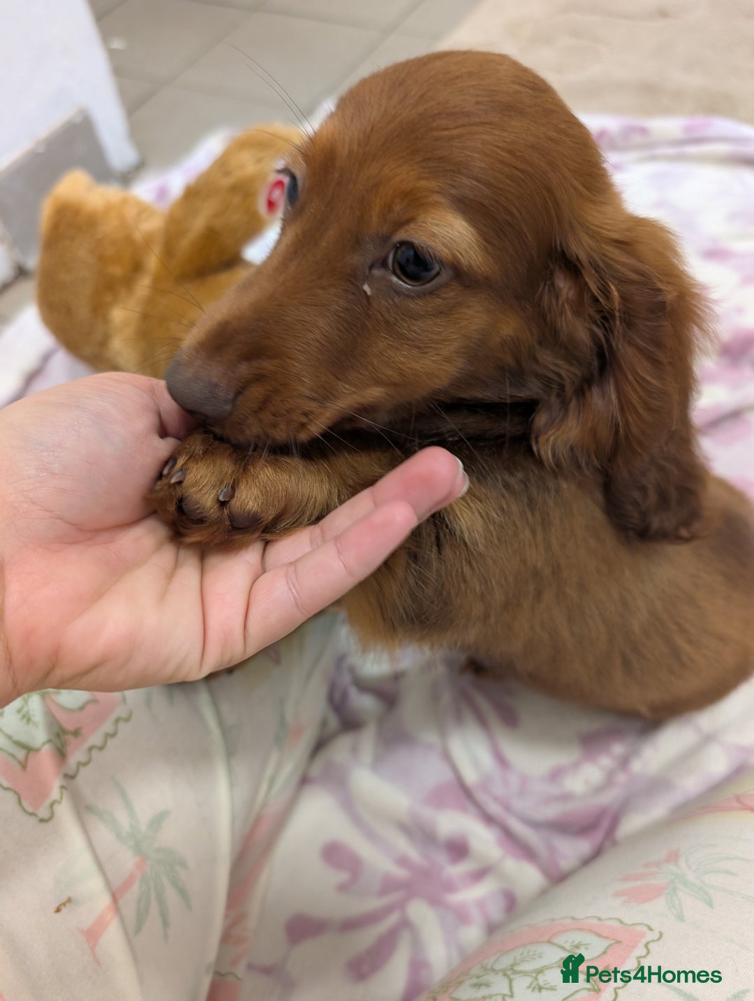 Long Haired Dachshund Mix Half Golden Half Wiener Dog Half Half