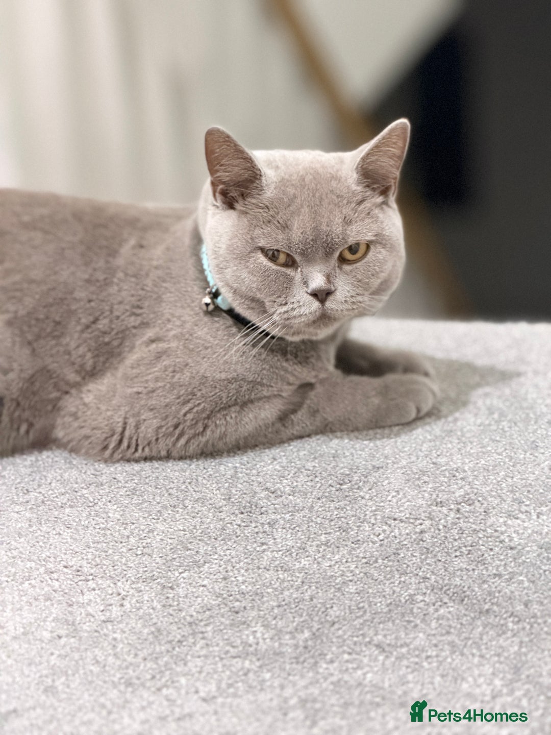 British Shorthair cats for sale: British shorthair  - Advert 3