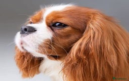 Cavalier King Charles Spaniel dogs for sale: Cavalier King Charles spaniel girl  - Image 6
