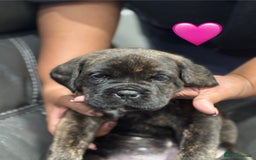 Cane Corso dogs for sale: Chunky Cane Corso Cross Pups – Ready Next Week! - Image 23