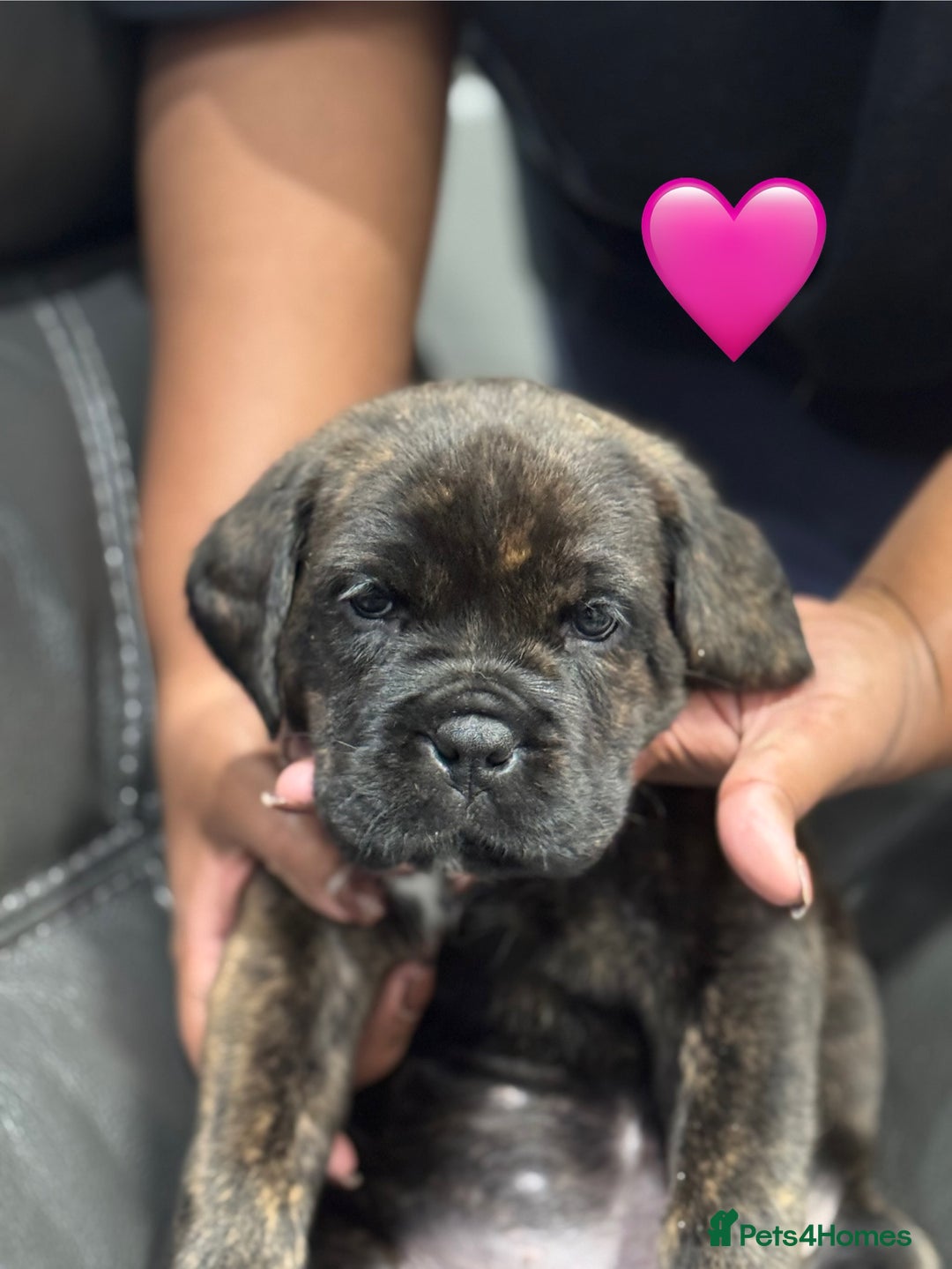 Cane Corso dogs for sale: Chunky Cane Corso Cross Pups – Ready Next Week! - Image 23