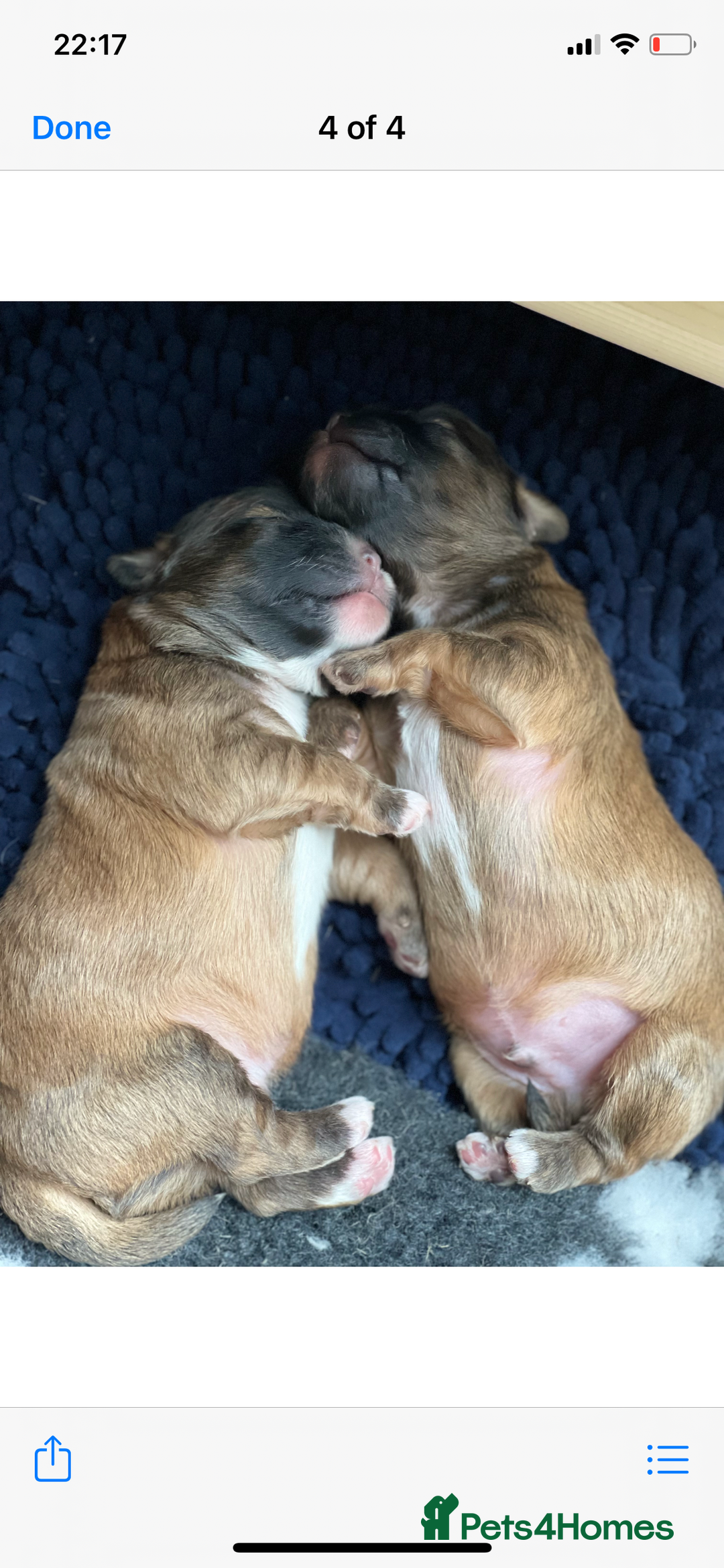 Shih Tzu dogs for stud: Gorgeous KC registered, Shih Tzu stud dog in Cullompton - Advert 6