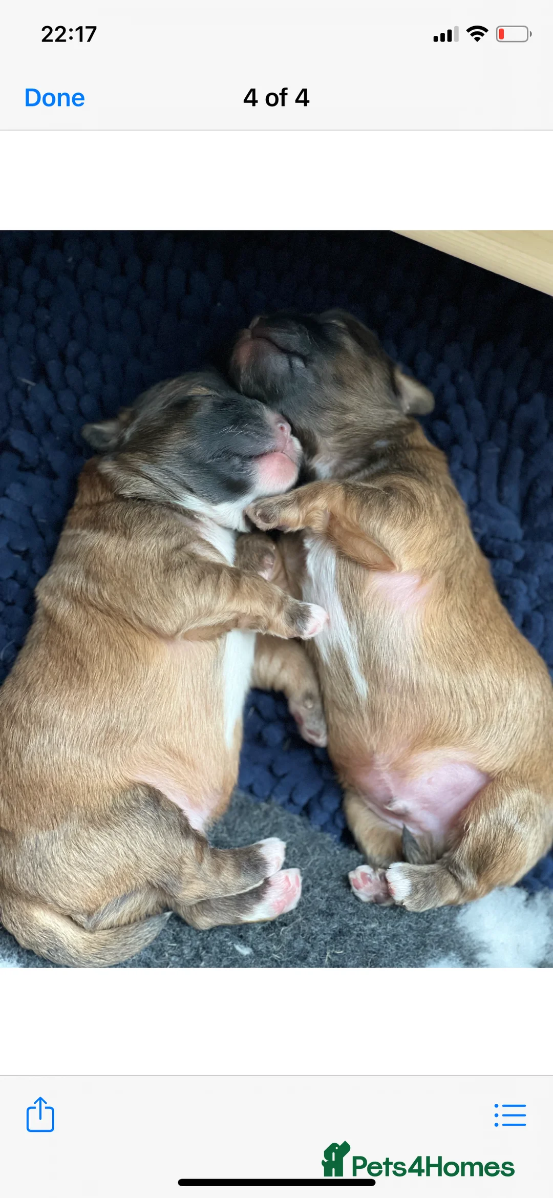 Shih Tzu dogs for stud: Gorgeous KC registered, Shih Tzu stud dog in Cullompton - Advert 6