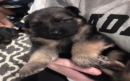German Shepherd dogs for sale: Beautiful purebred German shepherd puppies - Image 27