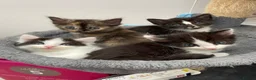Ragdoll cats for sale: Beautiful cross Ragdoll kittens - Advert 6