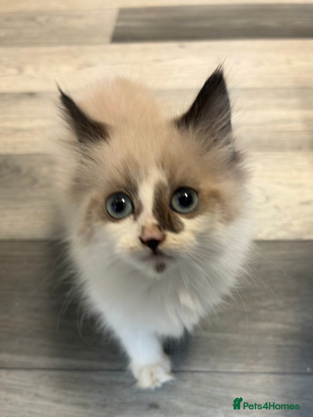 Maine Coon cats for sale: Maine Coon X Kittens - Advert 6