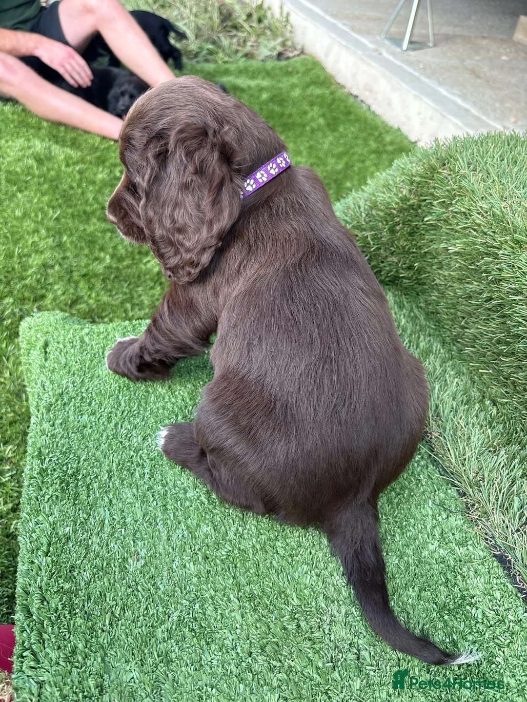 Cocker Spaniel dogs for sale: 2 showtype cocker spaniel puppies - Advert 2