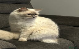 Ragdoll cats for sale: Fully health tested male rag doll Gccf registered  - Image 3