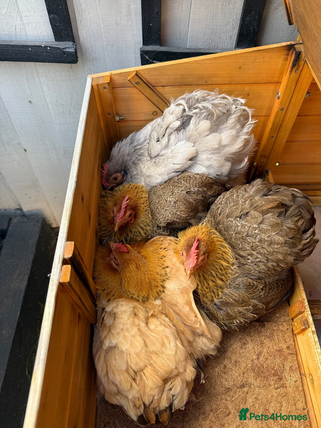 Chickens poultry for sale: Bantam Hens in Leicester - Advert 2