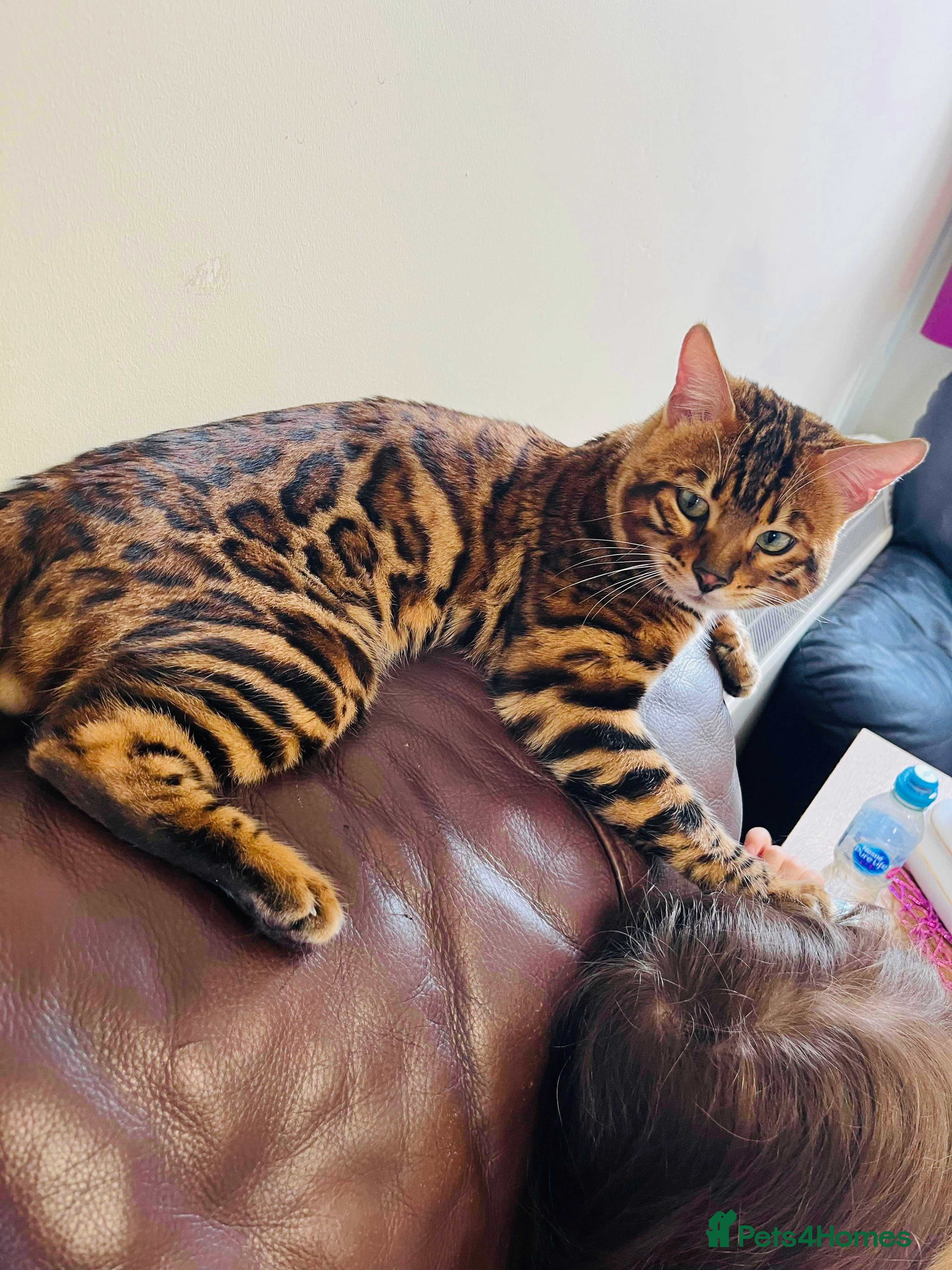 Bengal cats Adorable pure Bengal boy❤️ for stud in Purfleet - Advert 4
