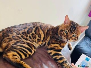 Bengal cats Adorable pure Bengal boy❤️ for stud in Purfleet - Advert 13