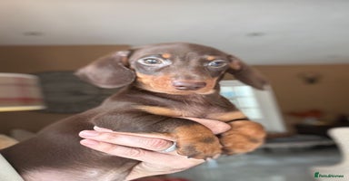 Miniature Dachshund dogs - Advert 16