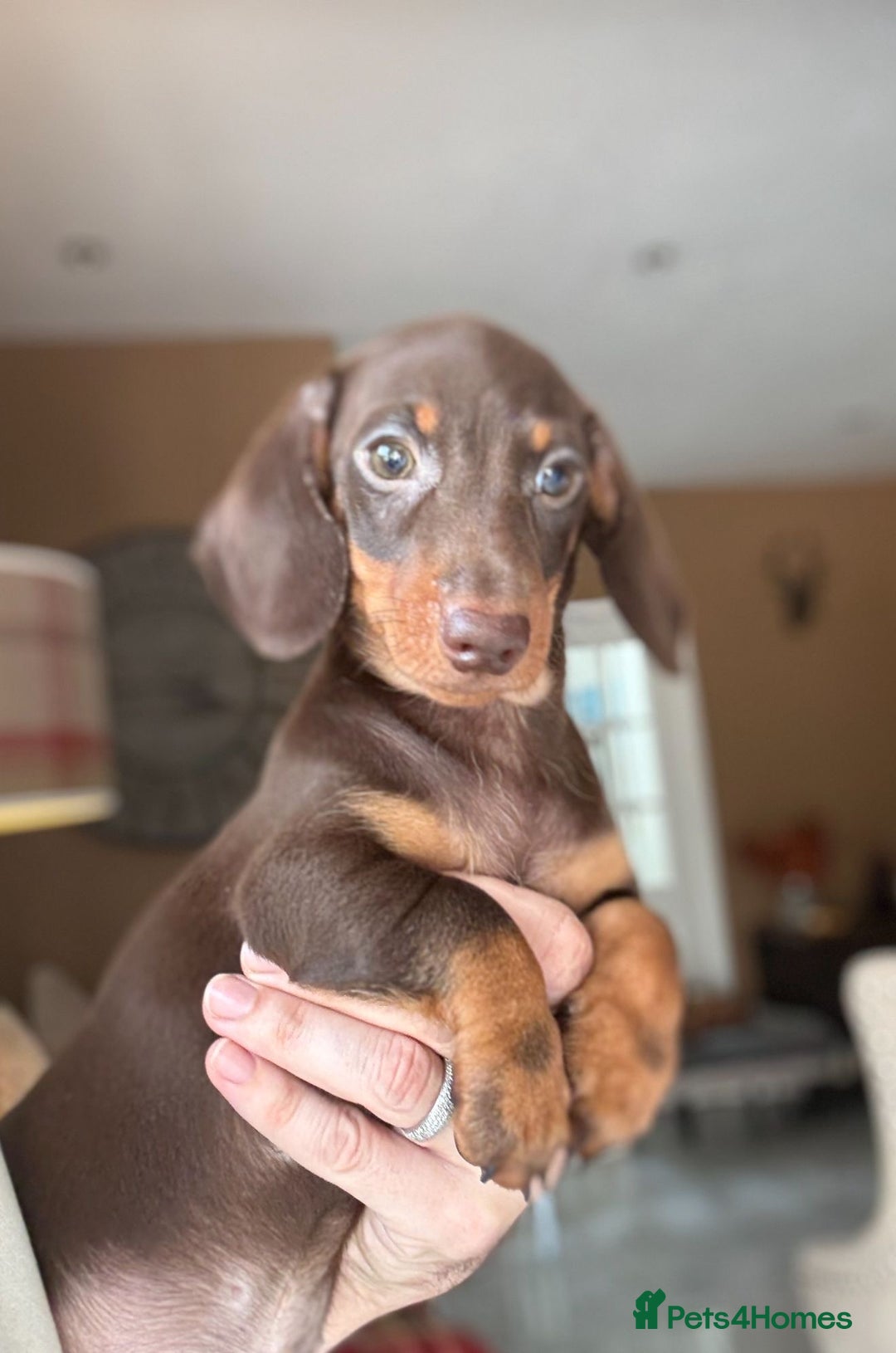 Miniature Dachshund dogs for sale: 🩷 Adorable Miniature Dachshund Puppies💙 - Image 4