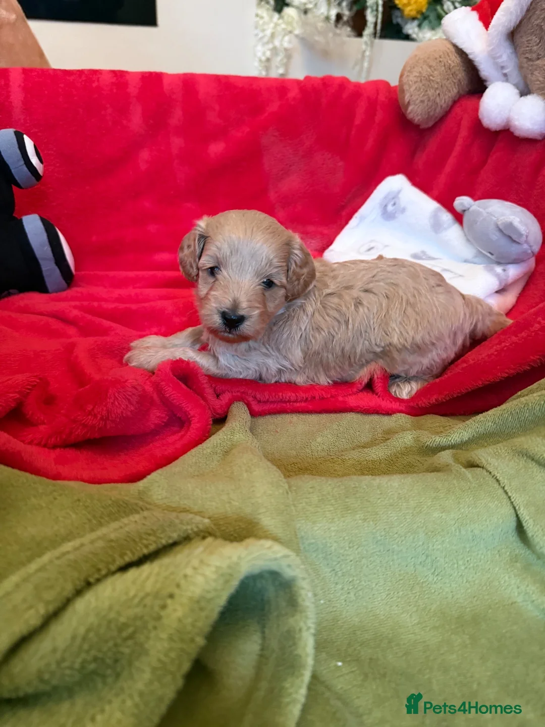 Cavapoo dogs for sale: Adorable Cavapoo Puppies for Sale 🐶� in Walsall - Advert 9