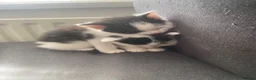 Mixed Breed cats for sale: Kittens  in Cardiff - Advert 6