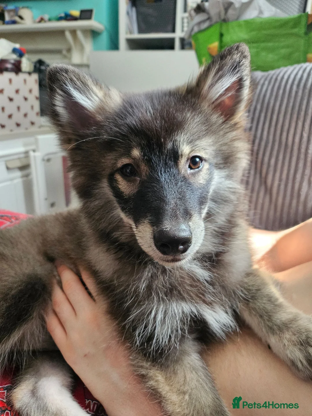 Pomsky dogs for sale: F3 Pomsky Puppies MUST GO - Advert 1