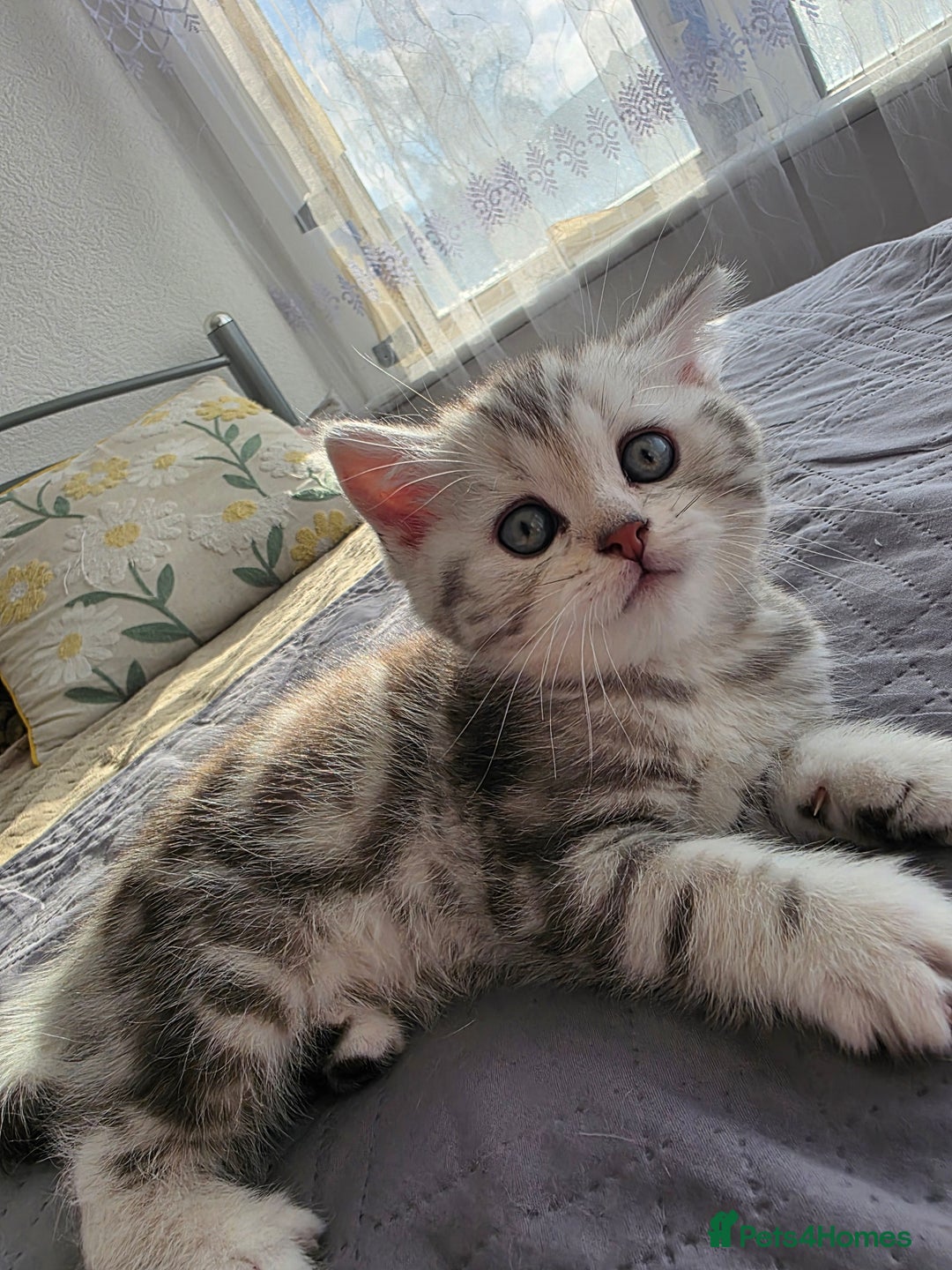 Scottish Fold cats for sale: Tabby Scottish Fold Kittens - Advert 10