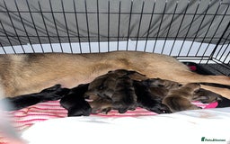 Mixed Breed dogs for sale: Belgian Malinois / Turkish Kangal / Cane Corso - Image 13