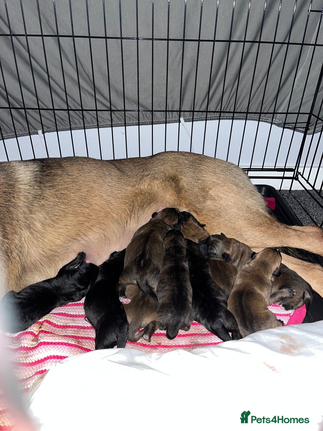 Mixed Breed dogs for sale: Belgian Malinois / Turkish Kangal / Cane Corso - Image 13