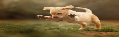 Labrador Retriever Puppy 2