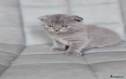 Scottish Fold cats for sale: Healthy and beautiful Scottish fold kittens - Image 4
