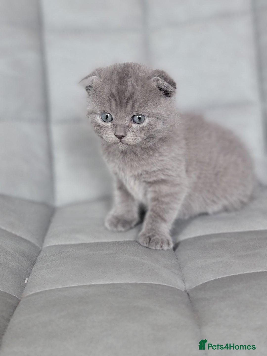 Scottish Fold cats for sale: Healthy and beautiful Scottish fold kittens - Image 4