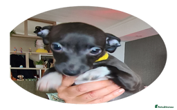 Italian Greyhound dogs for sale: Beautiful italian greyhound  - Image 13