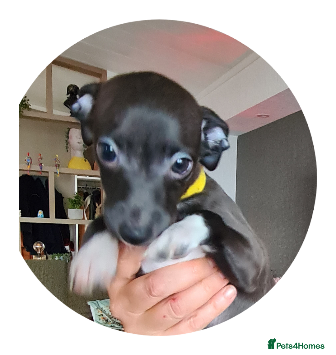 Italian Greyhound dogs for sale: Beautiful italian greyhound  - Image 13