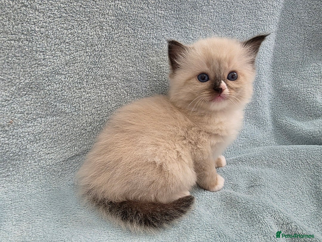 Ragdoll cats for sale: GCCF REGISTERED RAGDOLL KITTENS - Image 9