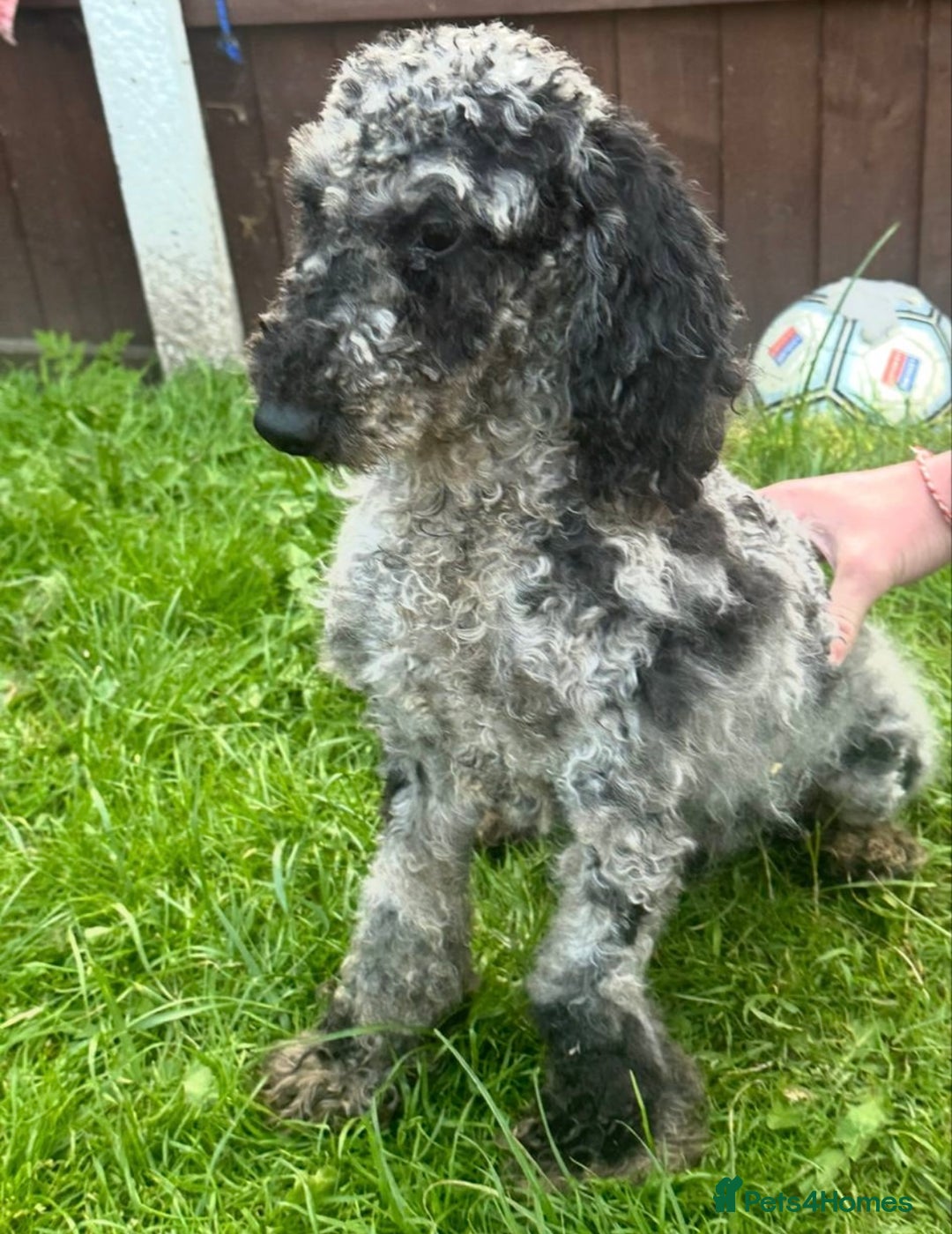 Cockapoo dogs for sale: Cockapoo puppies  - Image 9