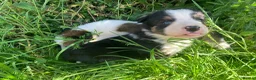 Border Collie dogs for sale: 4 gorgeous Border Collie Puppies - Advert 12