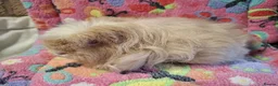 Guinea Pig rodents for sale: Young Adult Longhaired Sows For Retirement Homes  - Advert 12