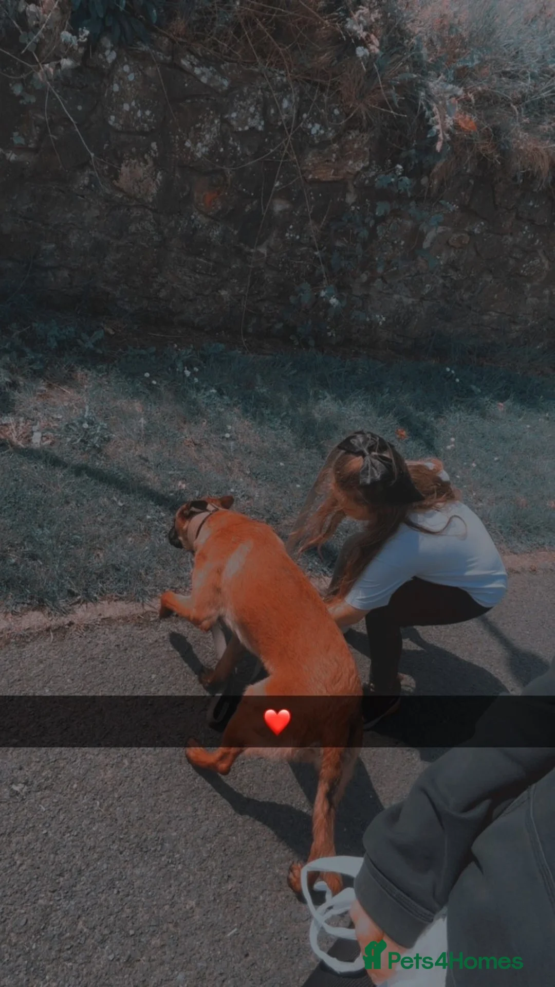 Belgian Shepherd Dog dogs for sale: Belgian Malinois for sale  - Advert 2