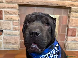 Shar Pei dogs Beautiful male paddy - Advert 2