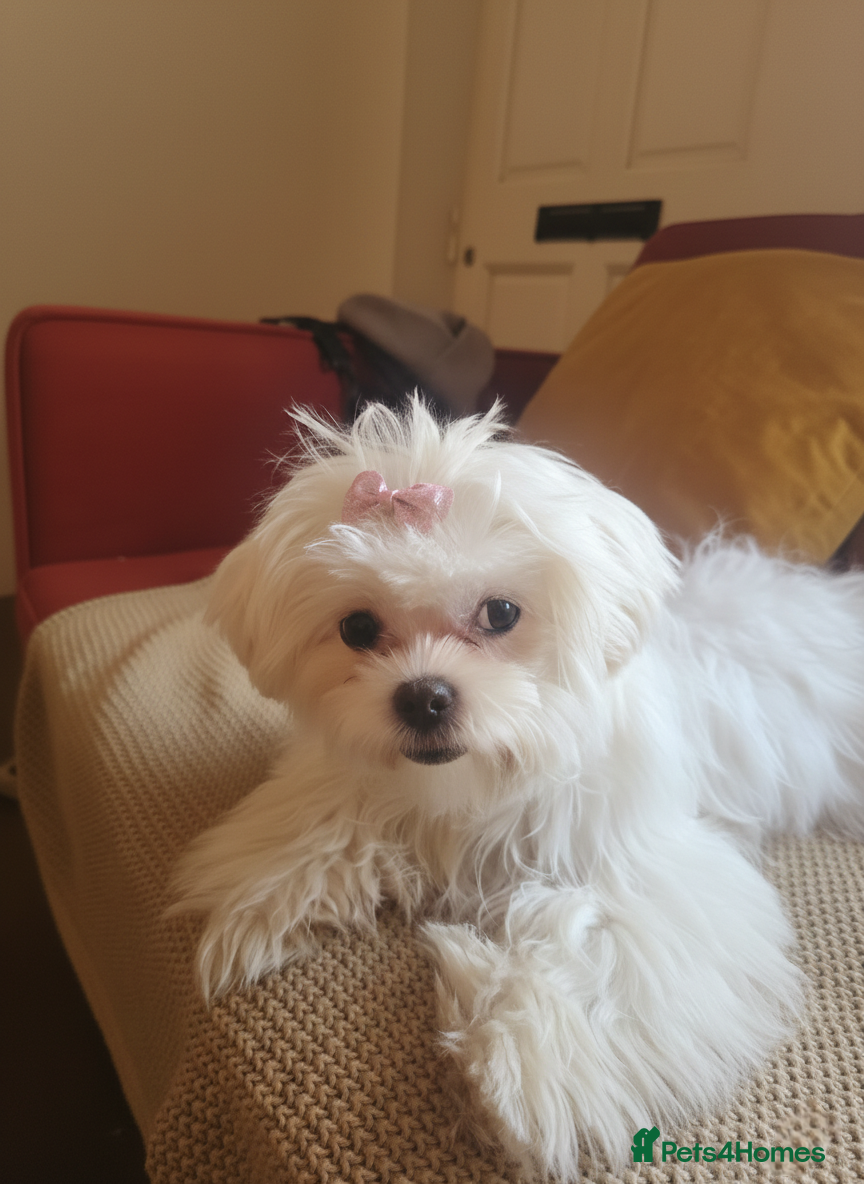 Malshi dogs Beautiful Malshi girl - Advert 1