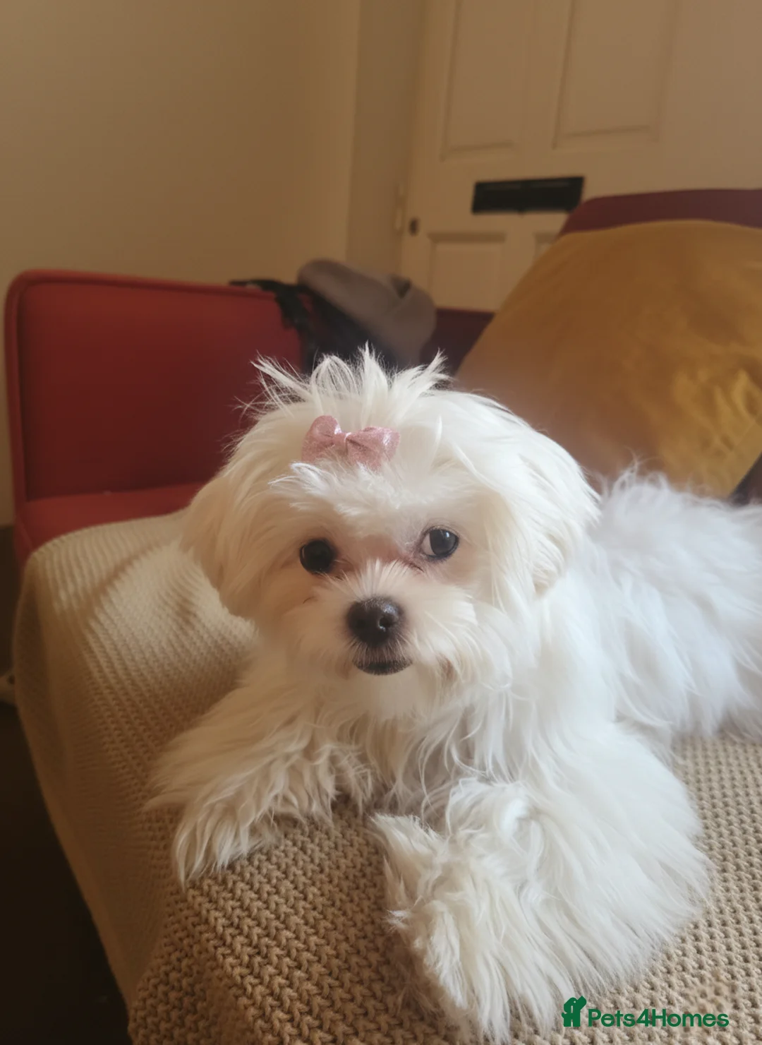 Malshi dogs for sale: Beautiful Malshi girl - Advert 1