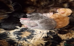 Ragdoll cats for sale: 3 ragdoll cross kittens  - Image 4