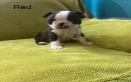 Boston Terrier dogs for sale: Boston terriers for sale - Image 23