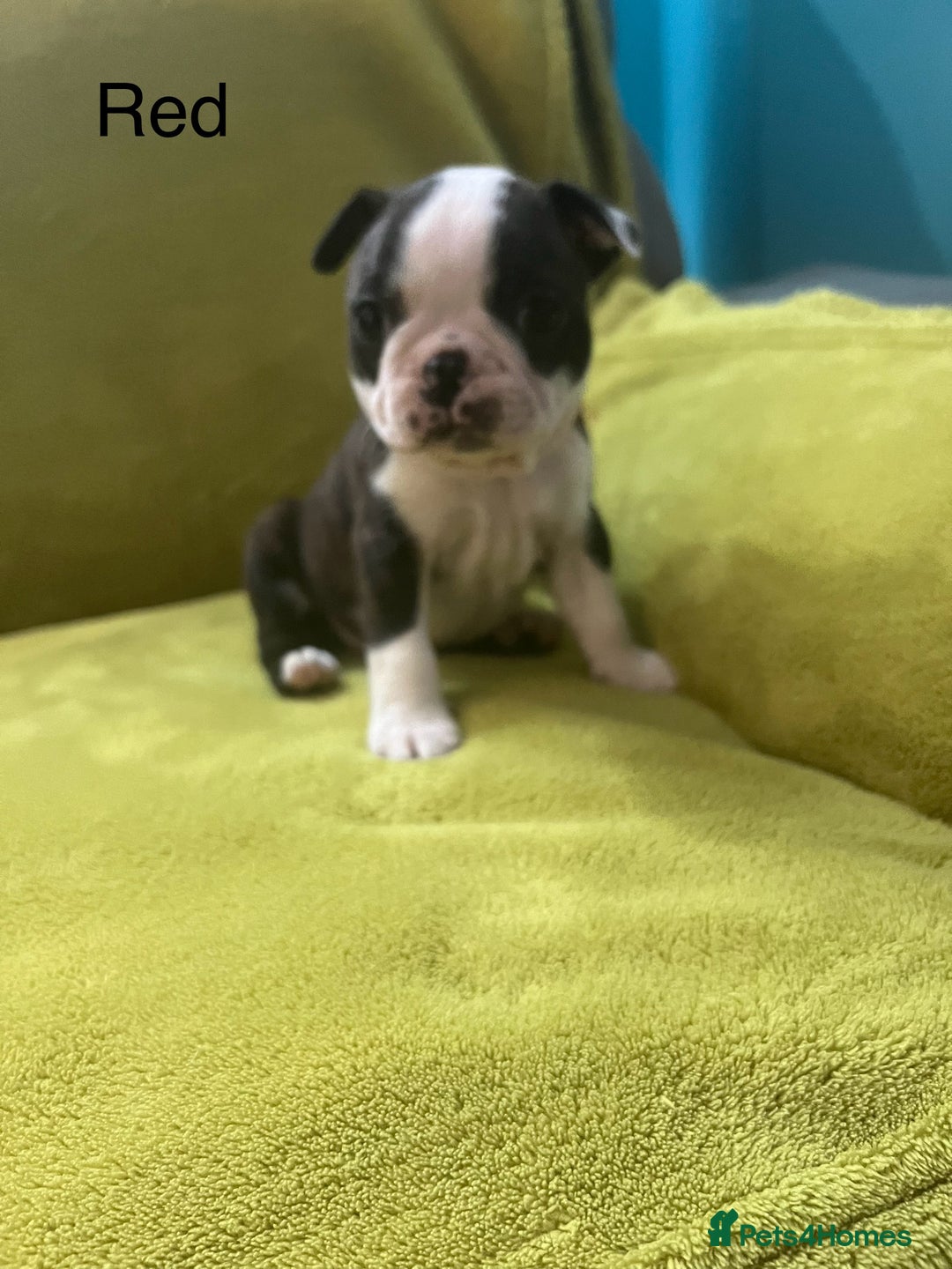 Boston Terrier dogs for sale: Boston terriers for sale - Image 23