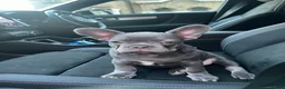 French Bulldog dogs for sale: Ready to go! Top quality French bulldogs  - Advert 9